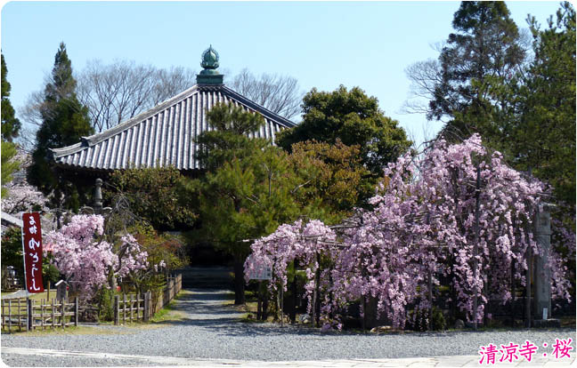 清涼寺の桜4