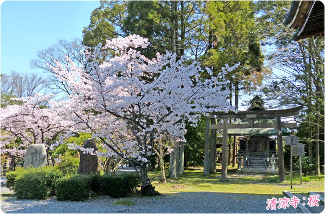 清涼寺の桜6