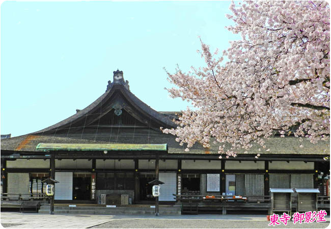 京都の桜東寺2