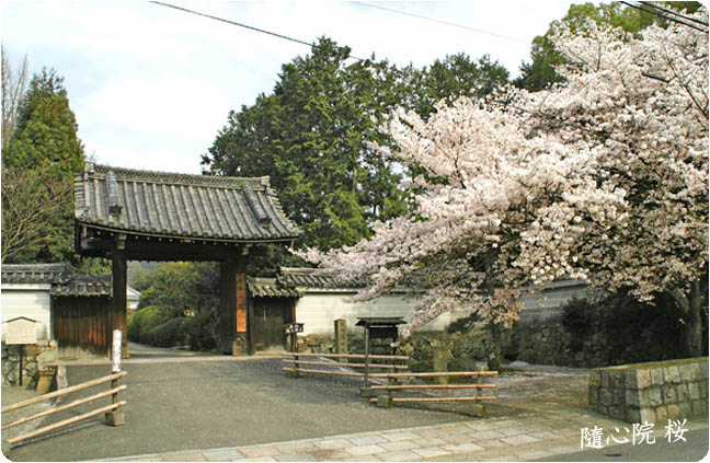 京都随心院桜6