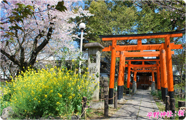 京都の桜平野神社6