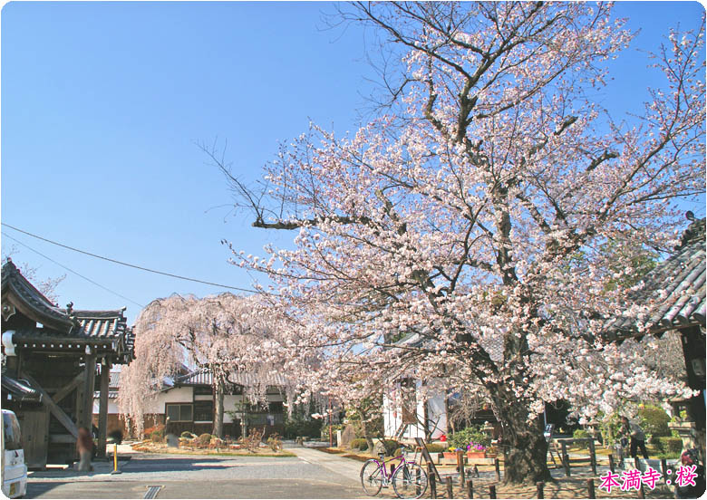 本満寺の桜（京都の観光）