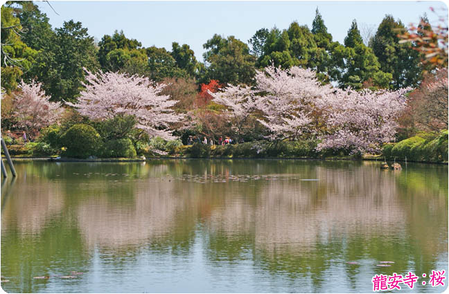 龍安寺の桜 京都石庭