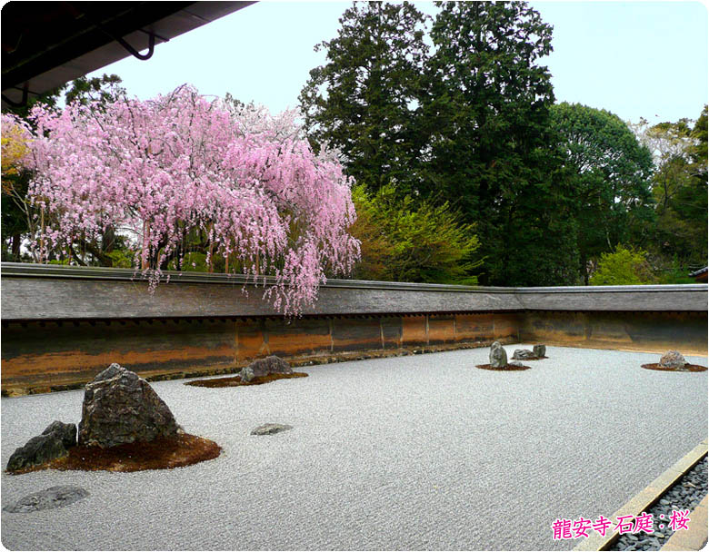 龍安寺の桜 京都石庭