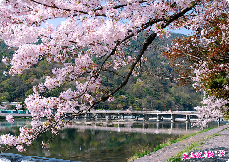 嵐山渡月橋の桜